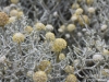 Plant macro