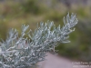 Plant macro