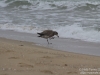 Bird in the foam