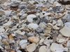 Shells on the beach