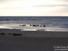 Black swans