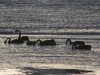 Swans closeup