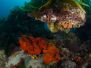 2012-02-04 Lonsdale Wall