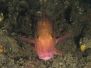 2012-02-15 Mornington Pier