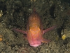 mornington-pier-002