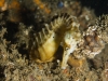 Seahorse at Mornington