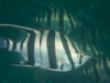 mornington-pier-014