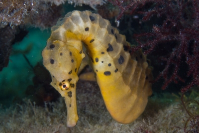 Seahorse at Rye