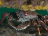 Crab at Rye
