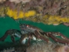 rye-pier-012