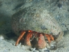Hermit Crab at Rye