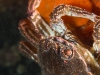 Crab Closeup at Rye