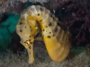 Seahorse at Rye