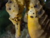 Seahorse Closeup (Rye)
