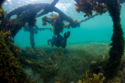 Ozone Wreck