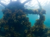 Ozone Wreck
