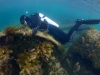 Ozone Wreck