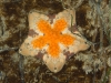 Southern Biscuit Star