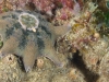 black-rock-022