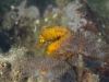 Seahorse