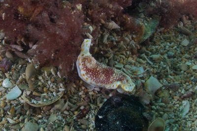 blairgowrie-pier-010