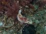 2012-05-13 Blairgowrie Pier