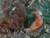 blairgowrie-pier-022