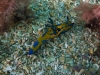 blairgowrie-pier-028