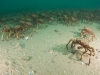 spider-crabs-047