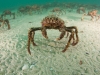 spider-crabs-065