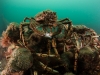 spider-crabs-080