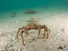 spider-crabs-122