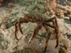 spider-crabs-136