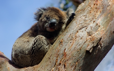 Koala in a tree (HDR)