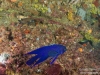 Blue devil
