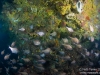SChooling fish