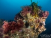 Reef