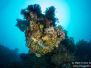 2013-02-24 Stella Reef