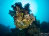 2013-02-24 Stella Reef