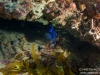 Blue Devil under a ledge