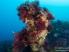 Pillar
