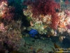 Reef and blue devil