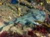 Fiddler ray