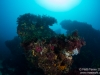Reef overview
