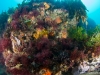 Colorful reef