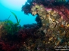 Reef