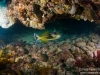 Leatherjacket under a ledge