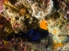 Blue devil in hiding
