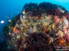 Top of a pillar with rich fish life