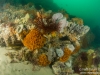 Reef